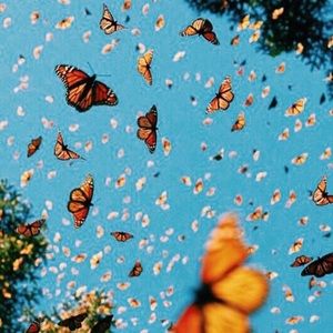 Meet your Posher, Tyra